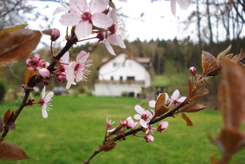 Wald-Apartment Limbach-Oberfrohna Exterior foto